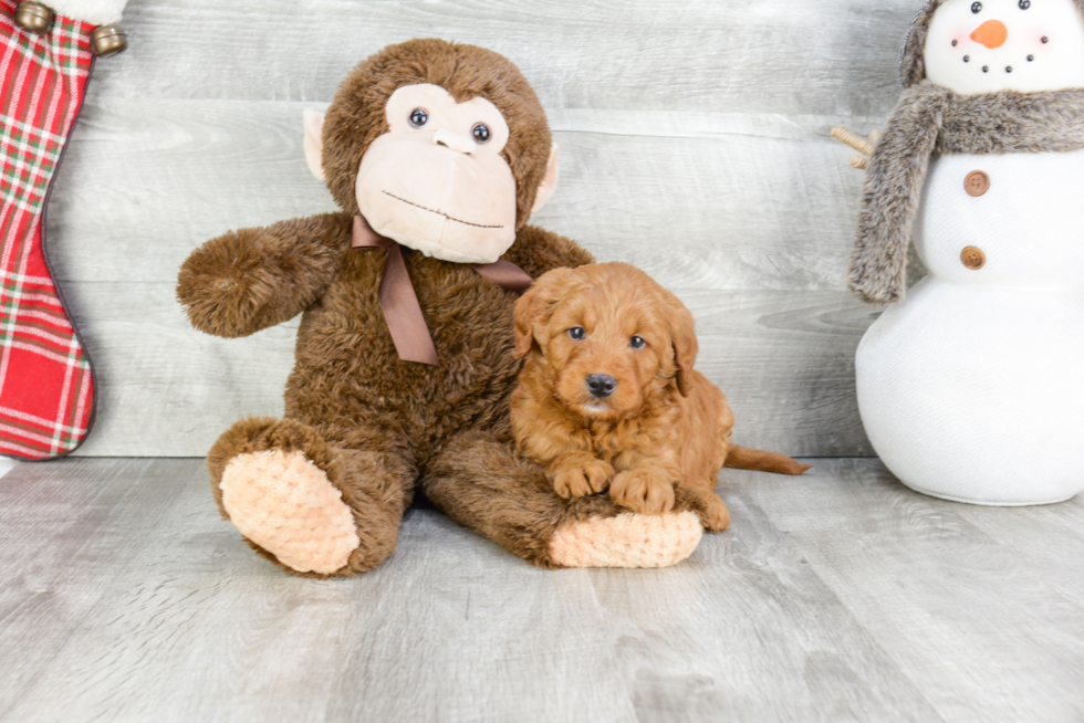 Mini Goldendoodle Pup Being Cute