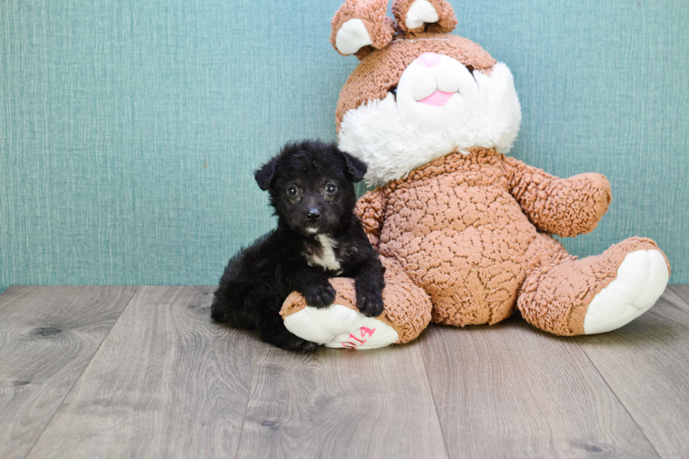 Yorkie Poo Pup Being Cute