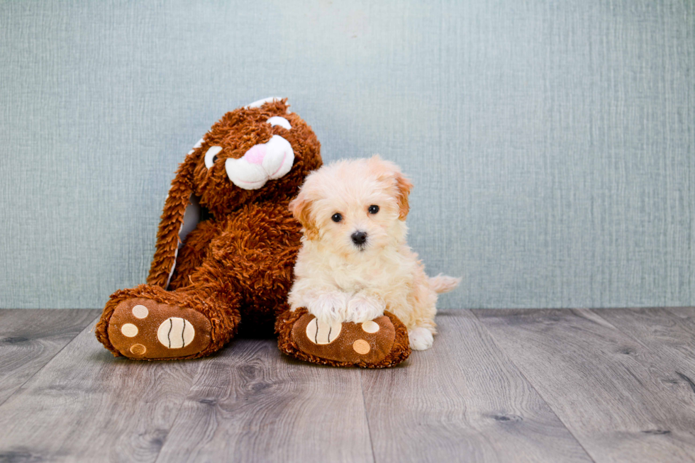 Best Maltipoo Baby