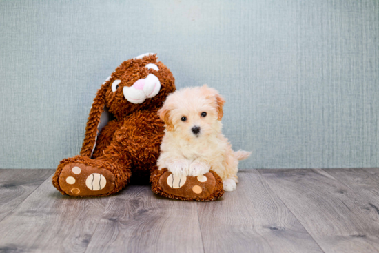 Best Maltipoo Baby