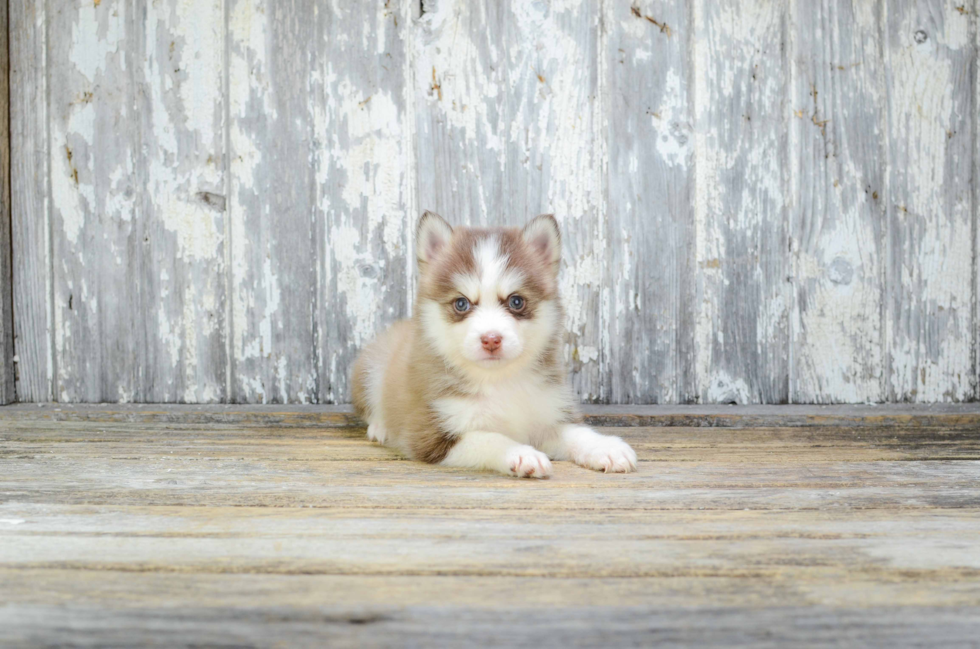 Best Pomsky Baby