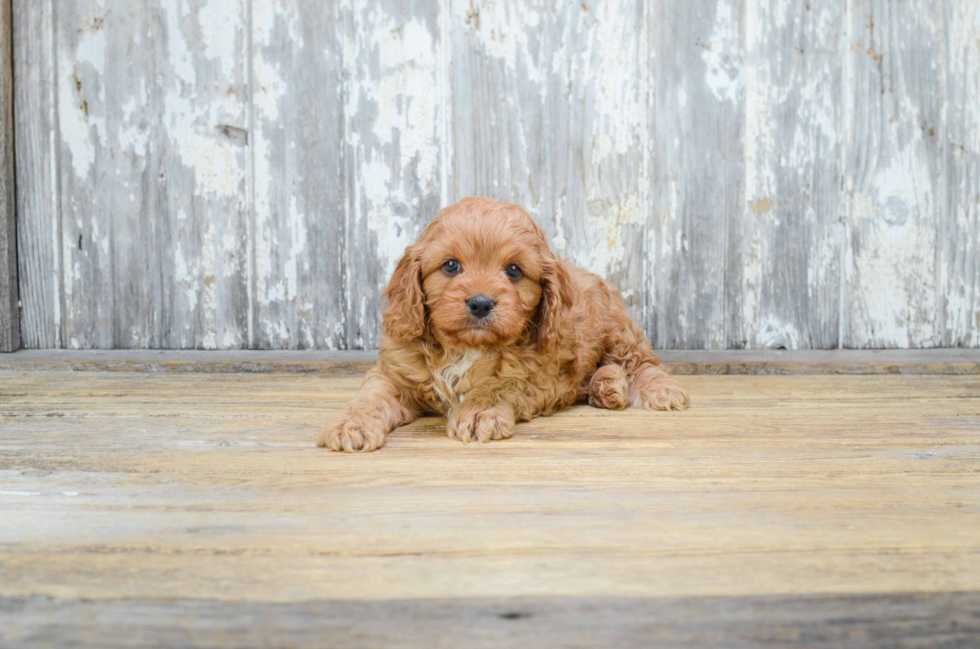 Cavapoo Puppy for Adoption