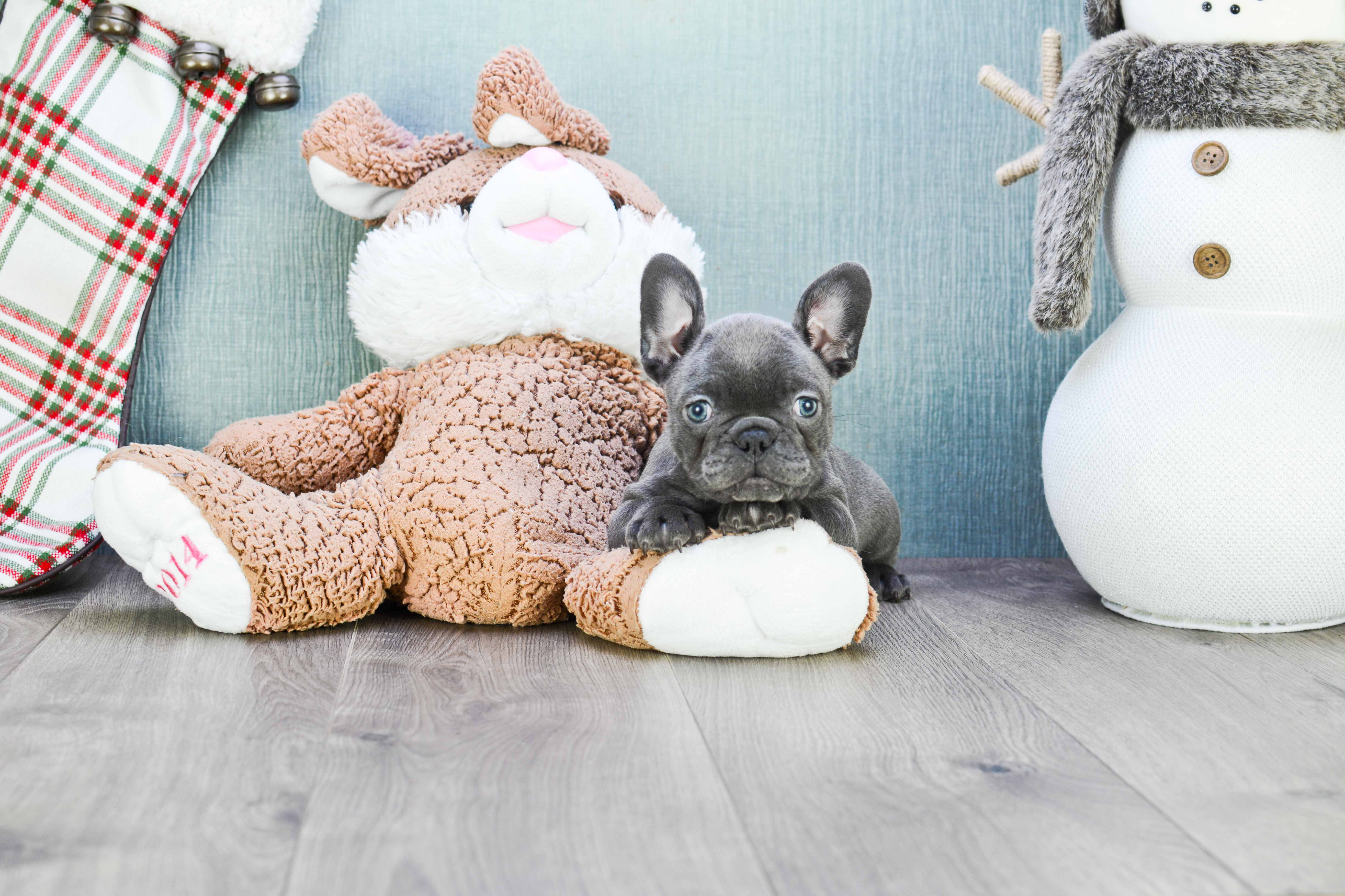 French Bulldog Pup Being Cute