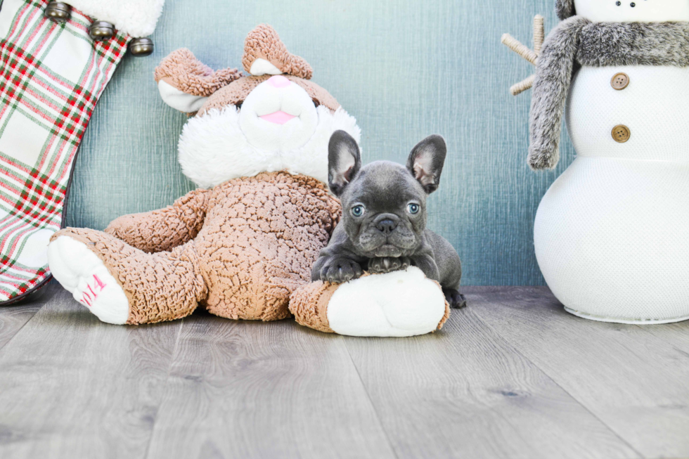 French Bulldog Pup Being Cute