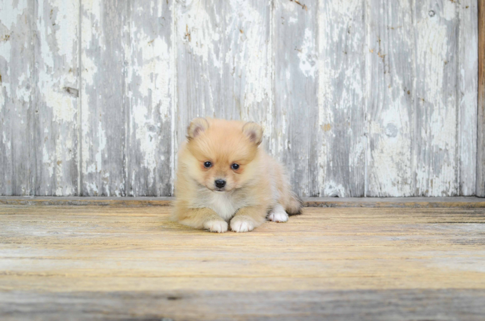 Pomeranian Pup Being Cute