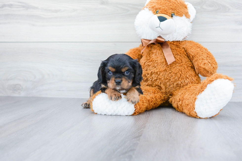 Small Cavalier King Charles Spaniel Purebred Pup