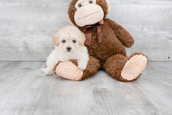 Maltipoo Pup Being Cute