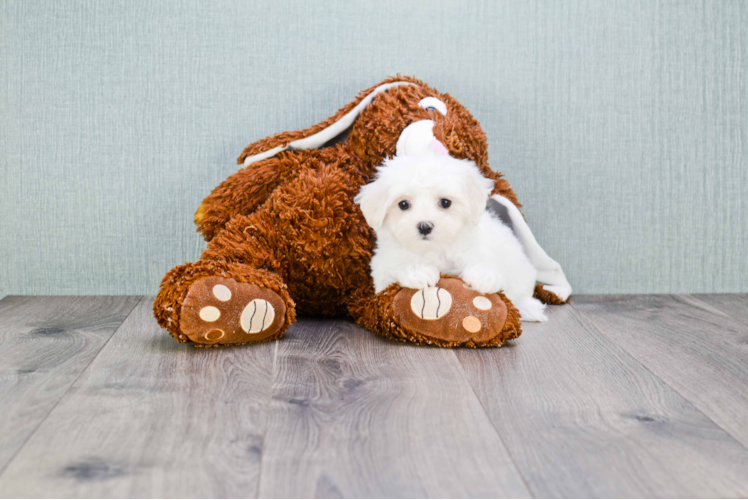 Popular Maltese Baby