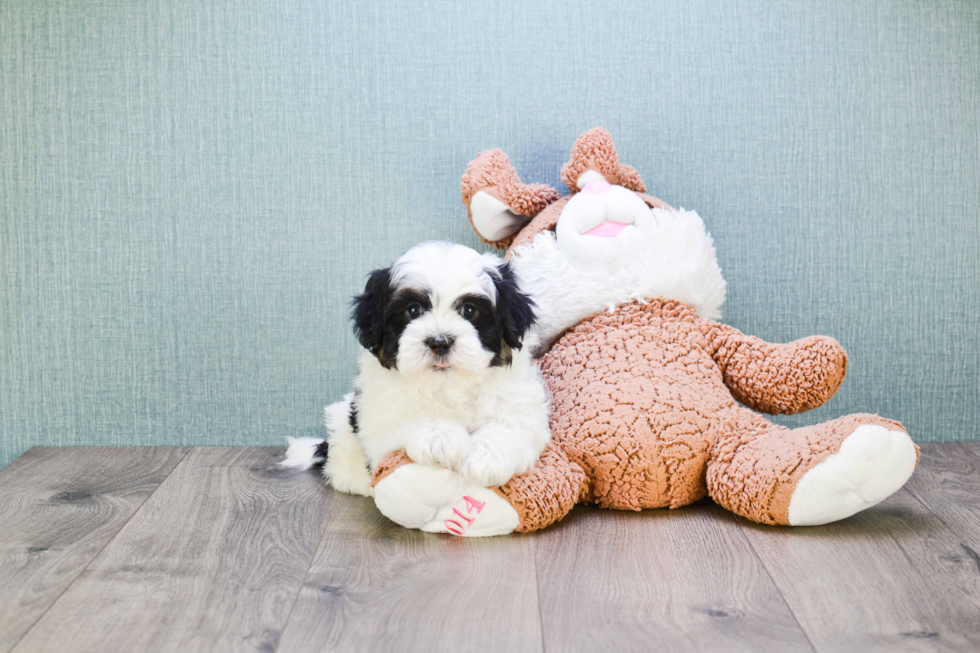 Playful Shichon Designer Puppy