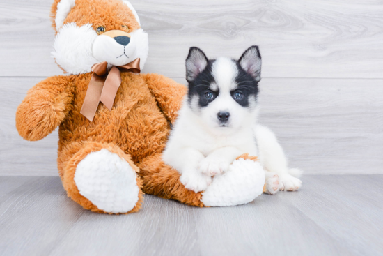 Fluffy Pomsky Designer Pup