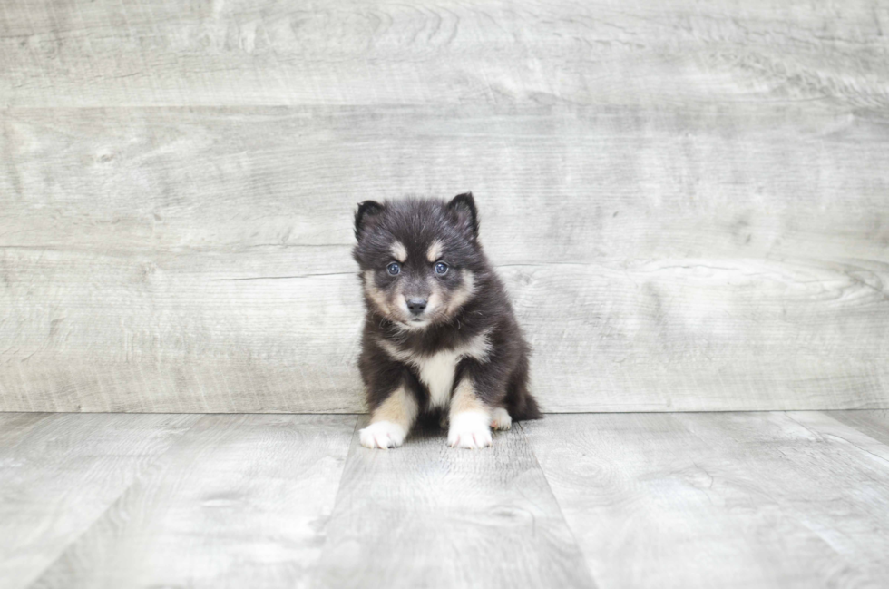 Pomsky Puppy for Adoption