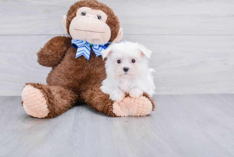 Hypoallergenic Maltese Baby