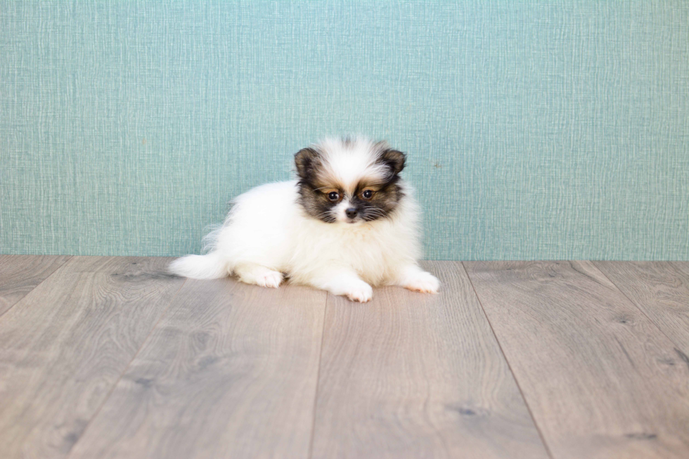 Pomeranian Puppy for Adoption