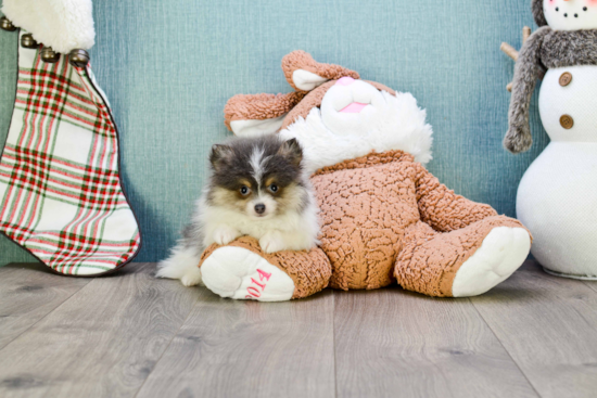 Hypoallergenic Pomeranian Baby