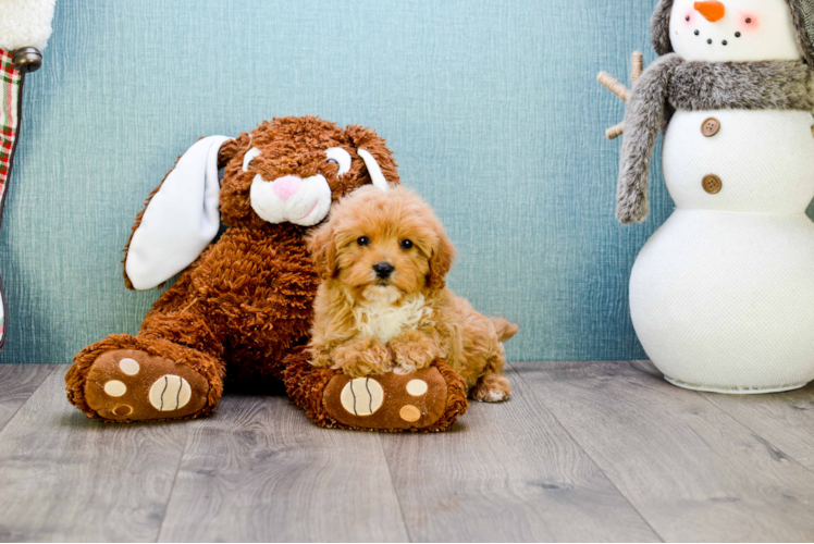 Energetic Cavoodle Poodle Mix Puppy