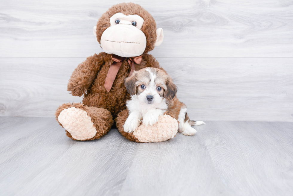 Cavachon Pup Being Cute