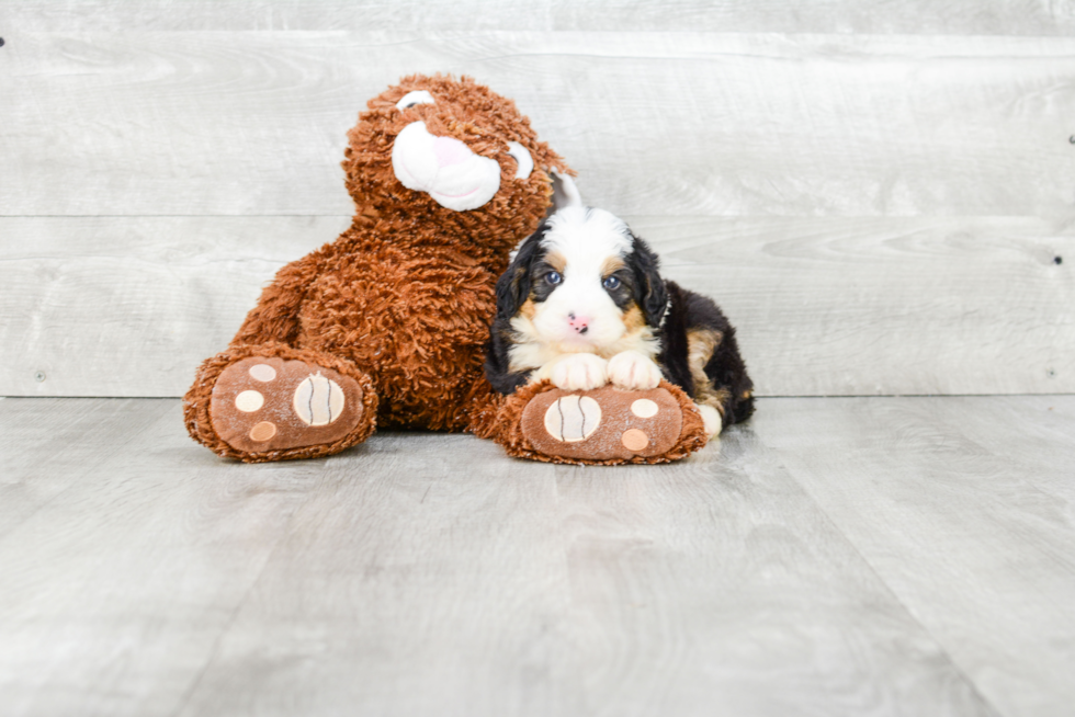 Best Mini Bernedoodle Baby