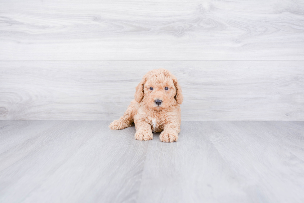 Mini Goldendoodle Pup Being Cute