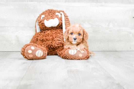 Cavapoo Pup Being Cute