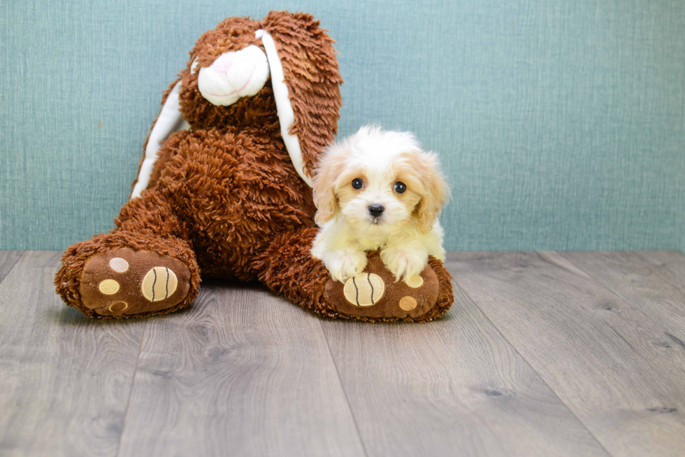 Playful Cavalier Designer Puppy