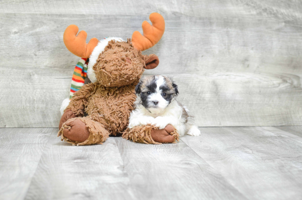 Teddy Bear Pup Being Cute