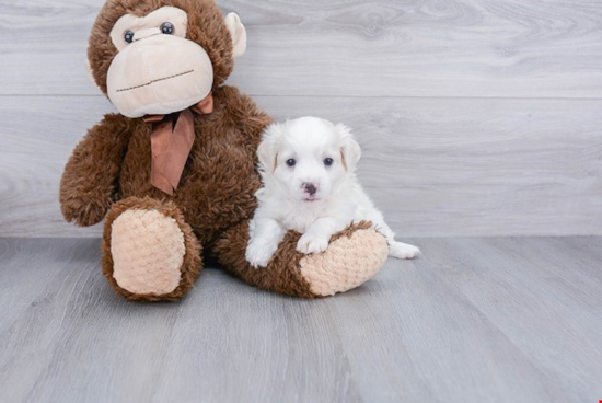 Cute Havanese Purebred Puppy