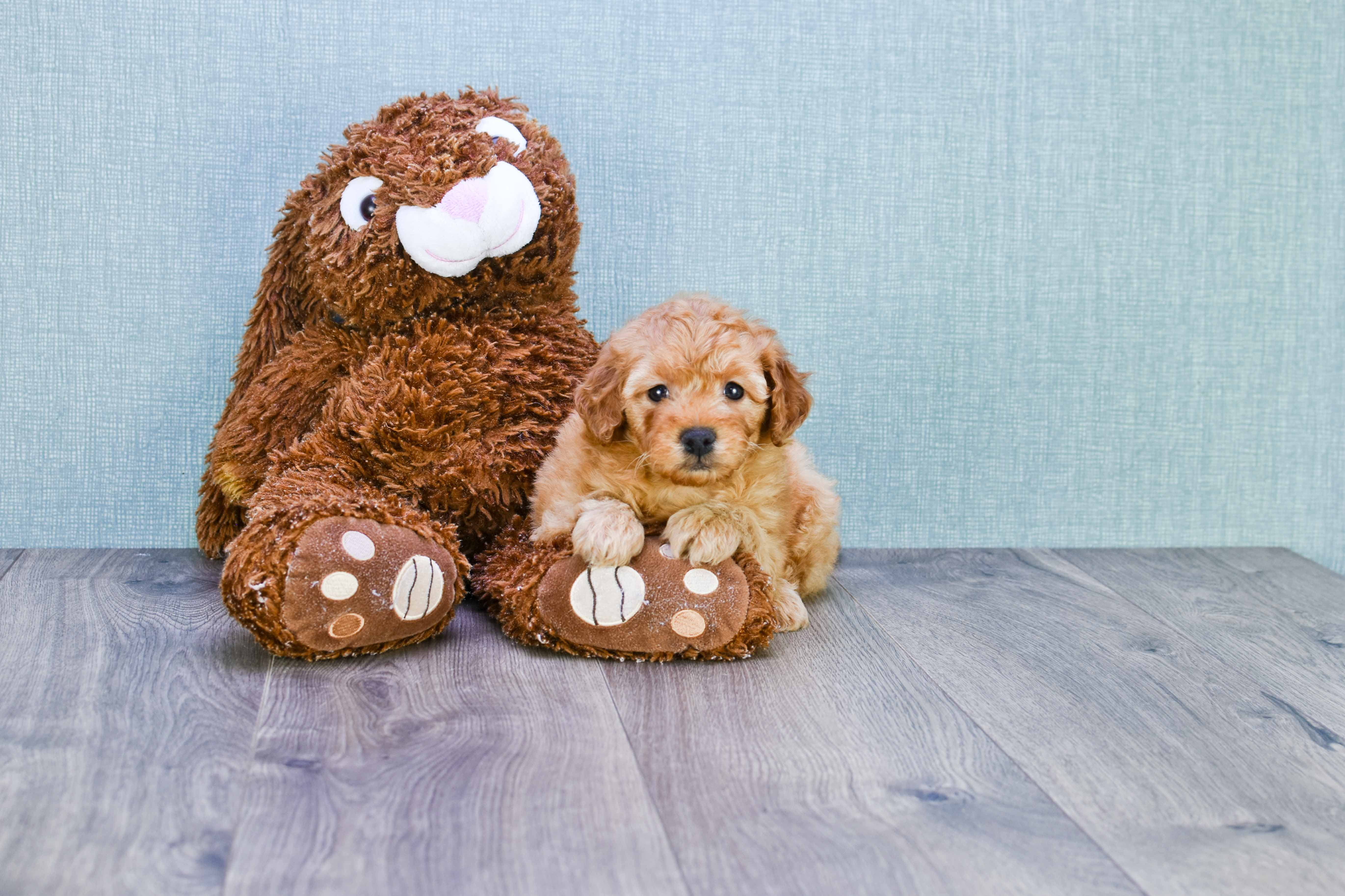 Mini Goldendoodle Pup Being Cute