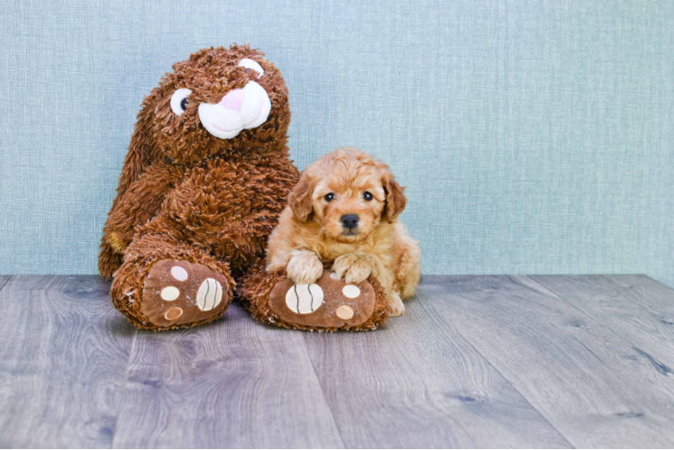 Mini Goldendoodle Pup Being Cute