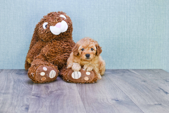 Mini Goldendoodle Pup Being Cute