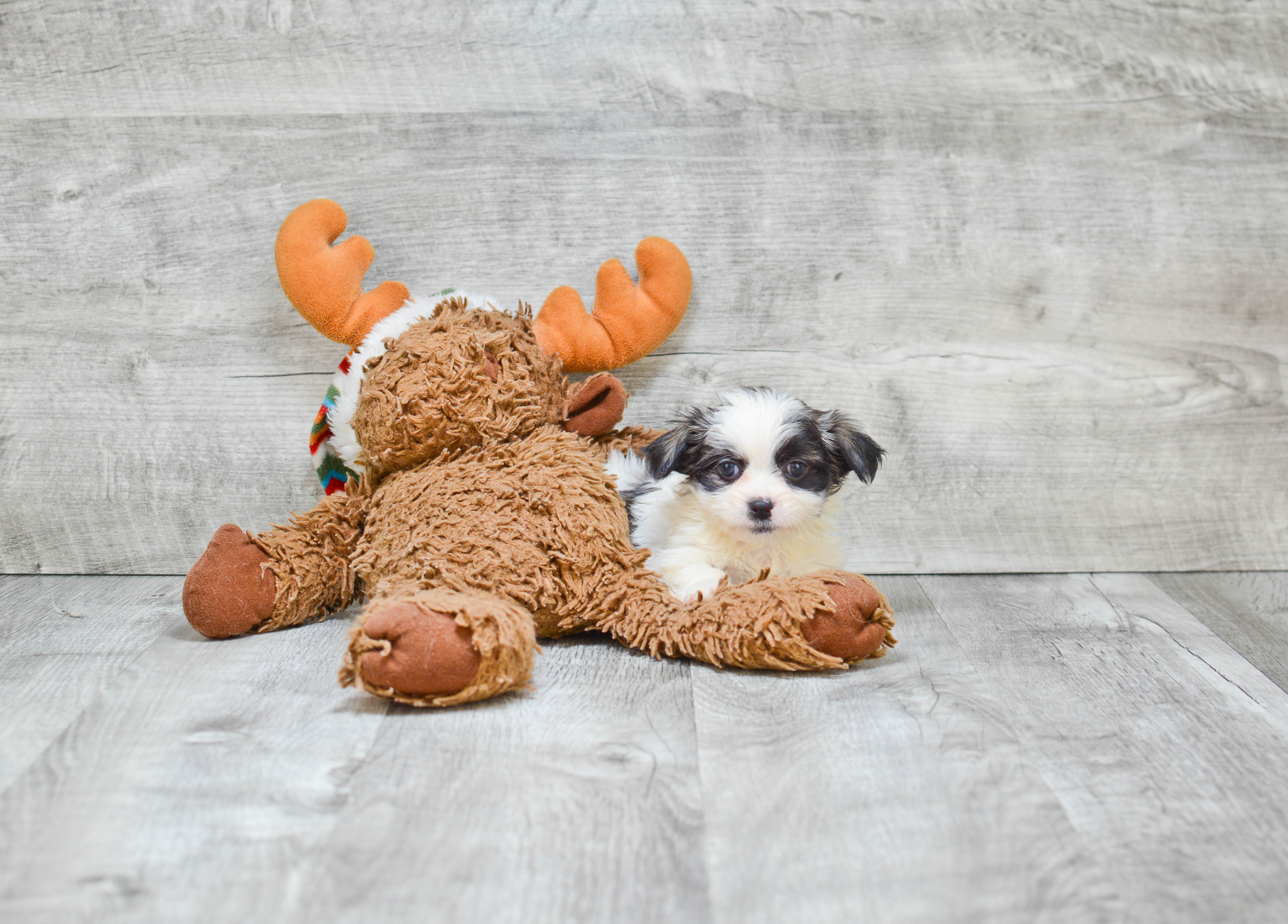 Teddy Bear Puppy for Adoption