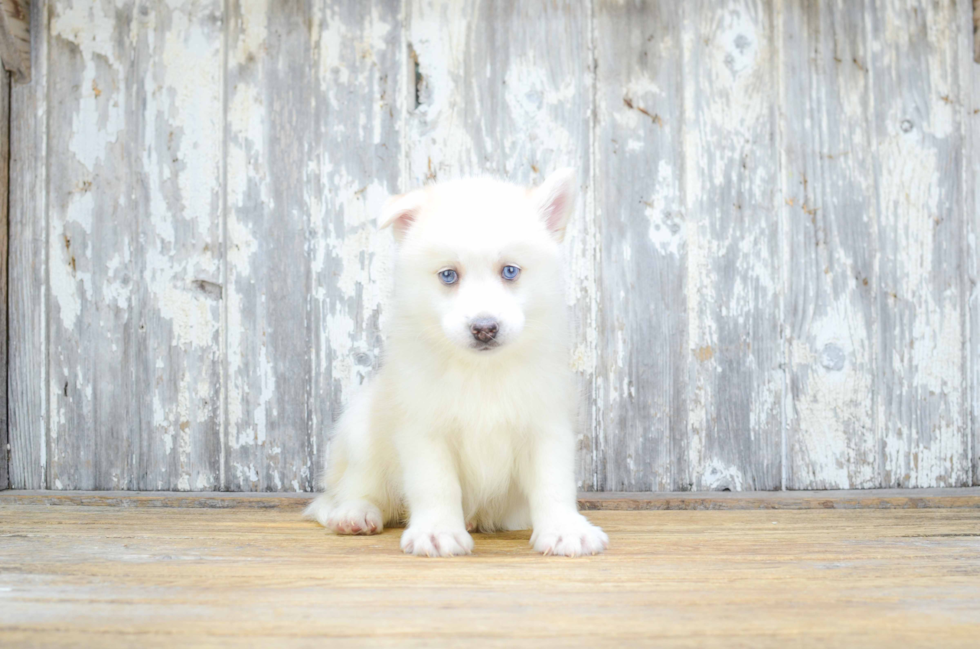 Pomsky Pup Being Cute