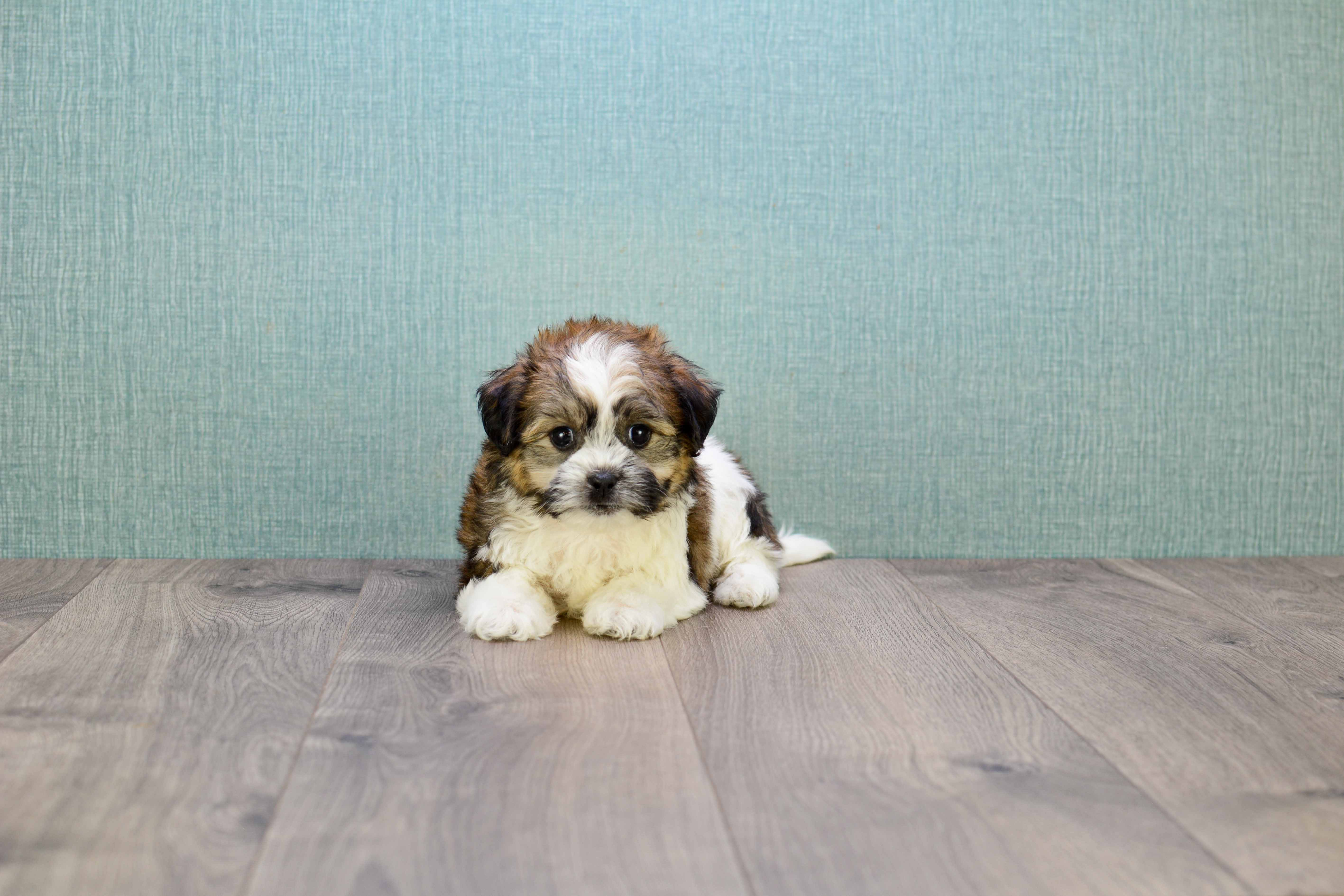 Teddy Bear Pup Being Cute