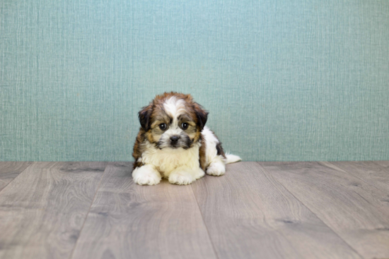 Teddy Bear Pup Being Cute