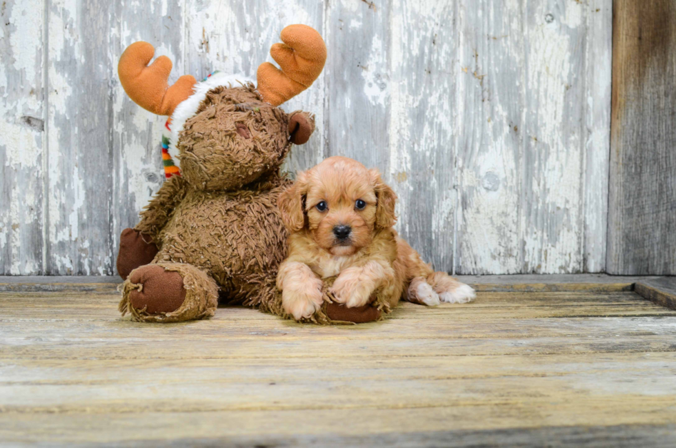 Friendly Cavapoo Baby