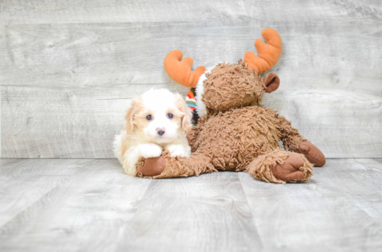 Best Cavachon Baby