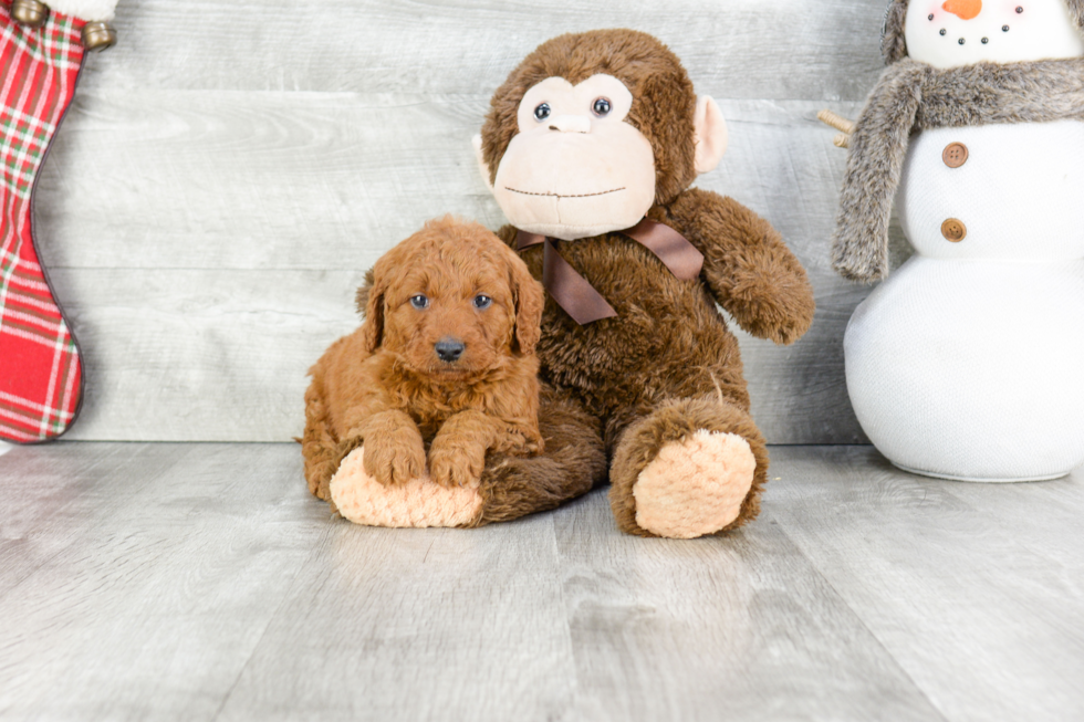 Mini Goldendoodle Puppy for Adoption