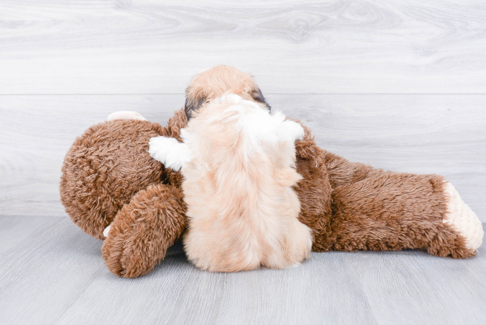 Sweet Maltipoo Baby