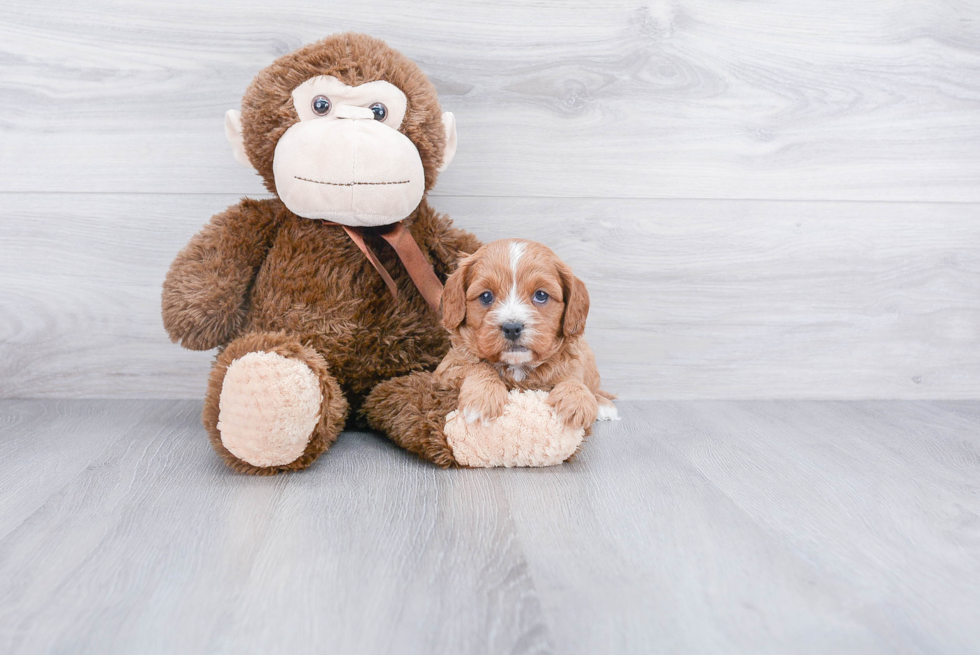 Fluffy Cavapoo Poodle Mix Pup