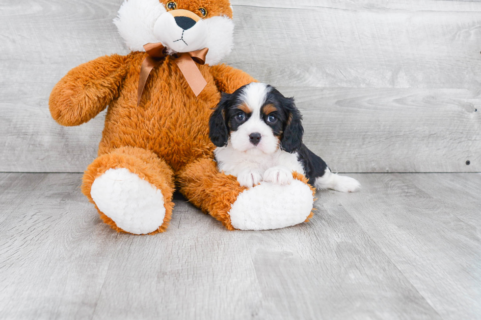 Smart Cavalier King Charles Spaniel Purebred Puppy