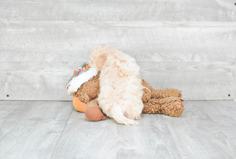 Little Maltepoo Poodle Mix Puppy