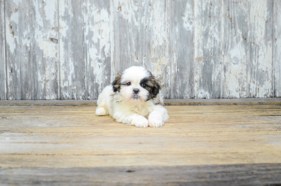 Friendly Teddy Bear Baby