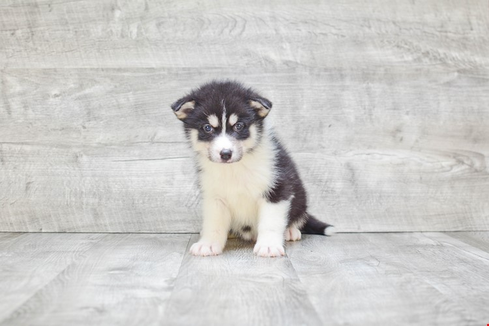 Hypoallergenic Mini Husky Designer Puppy