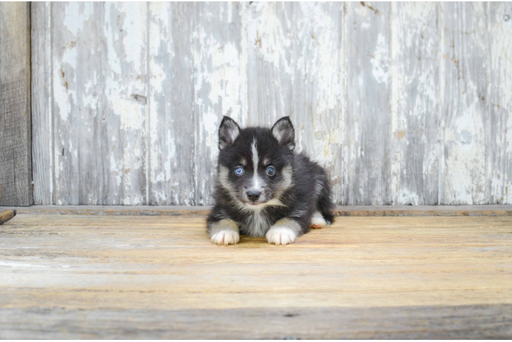 Pomsky Pup Being Cute