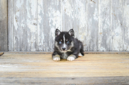 Pomsky Pup Being Cute