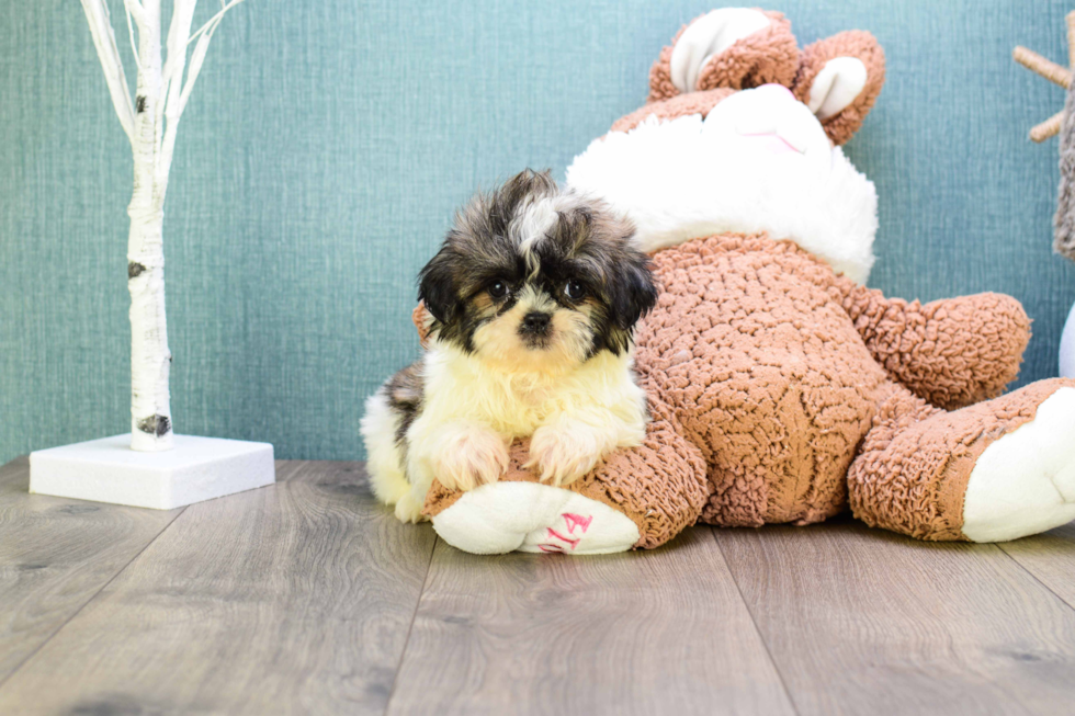 Best Teddy Bear Baby