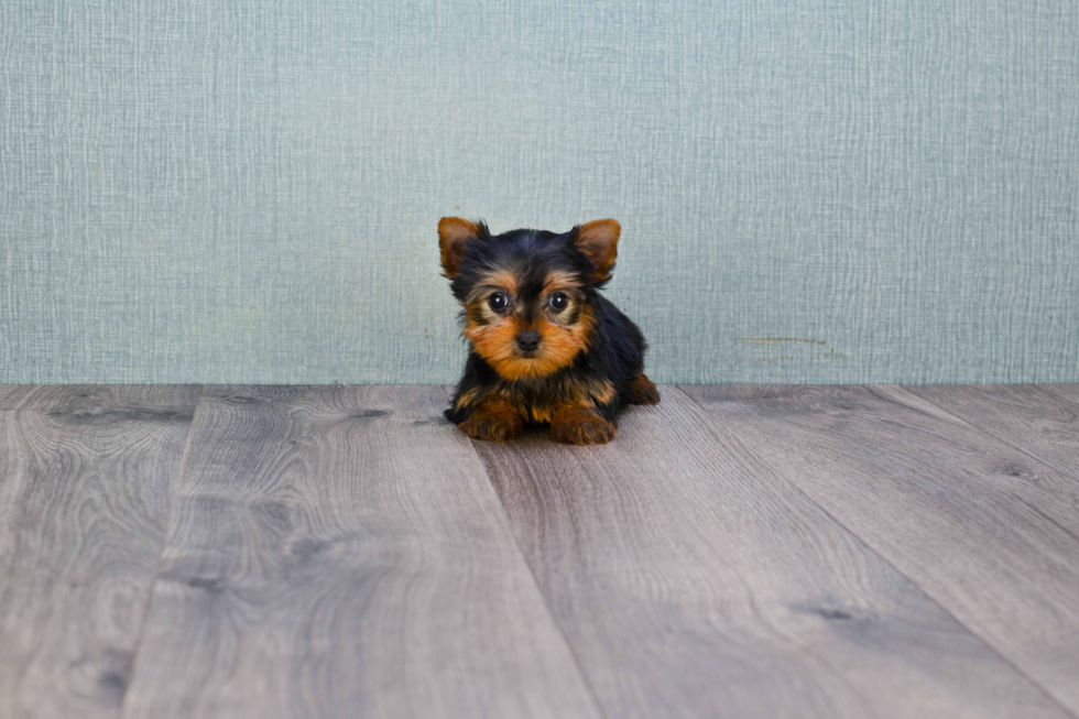 Meet Victoria - our Yorkshire Terrier Puppy Photo 