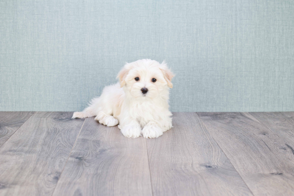 Cute Maltipoo Baby