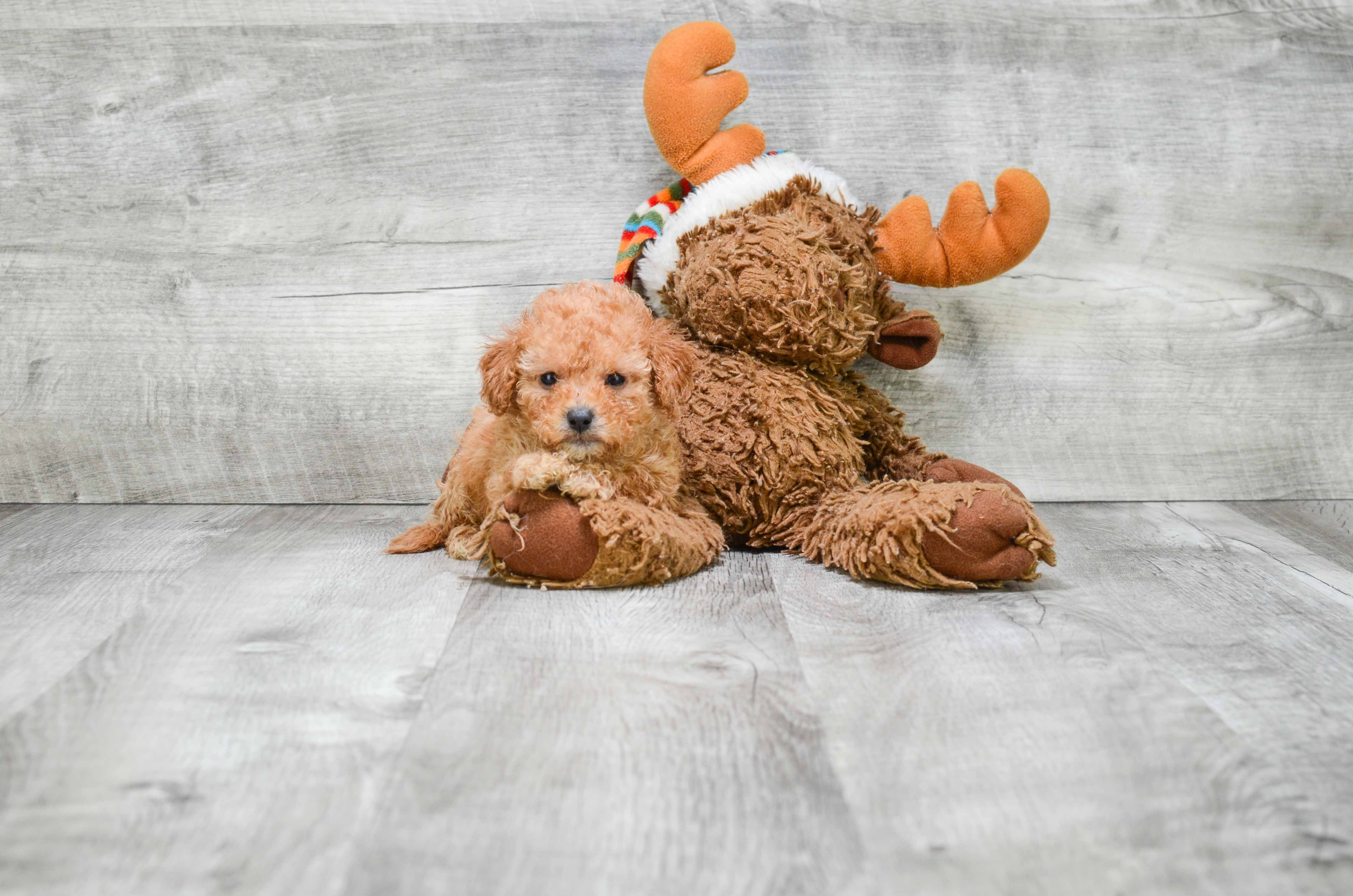 Smart Cavapoo Poodle Mix Pup
