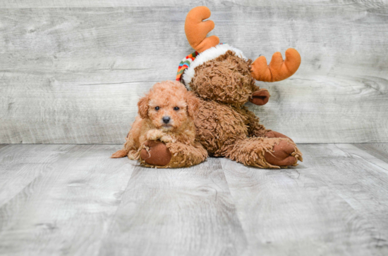 Smart Cavapoo Poodle Mix Pup