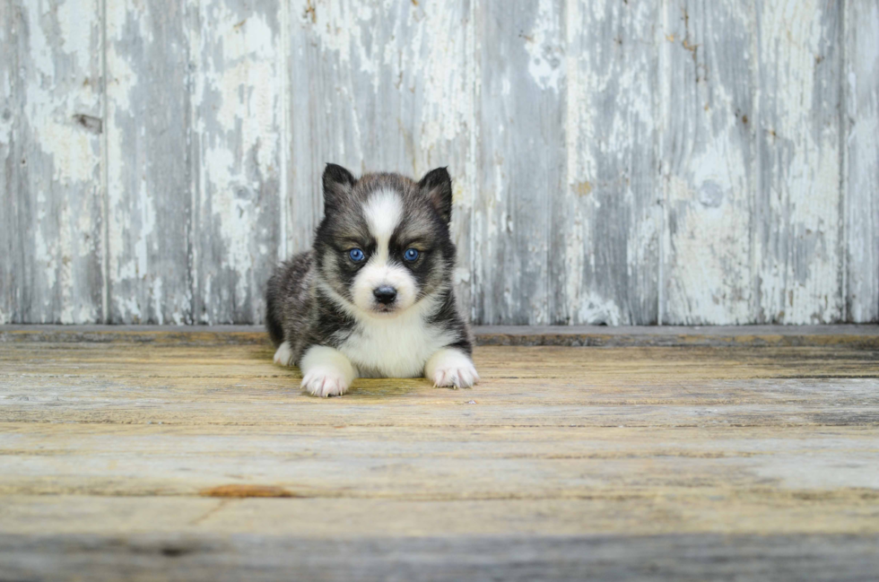 Best Pomsky Baby